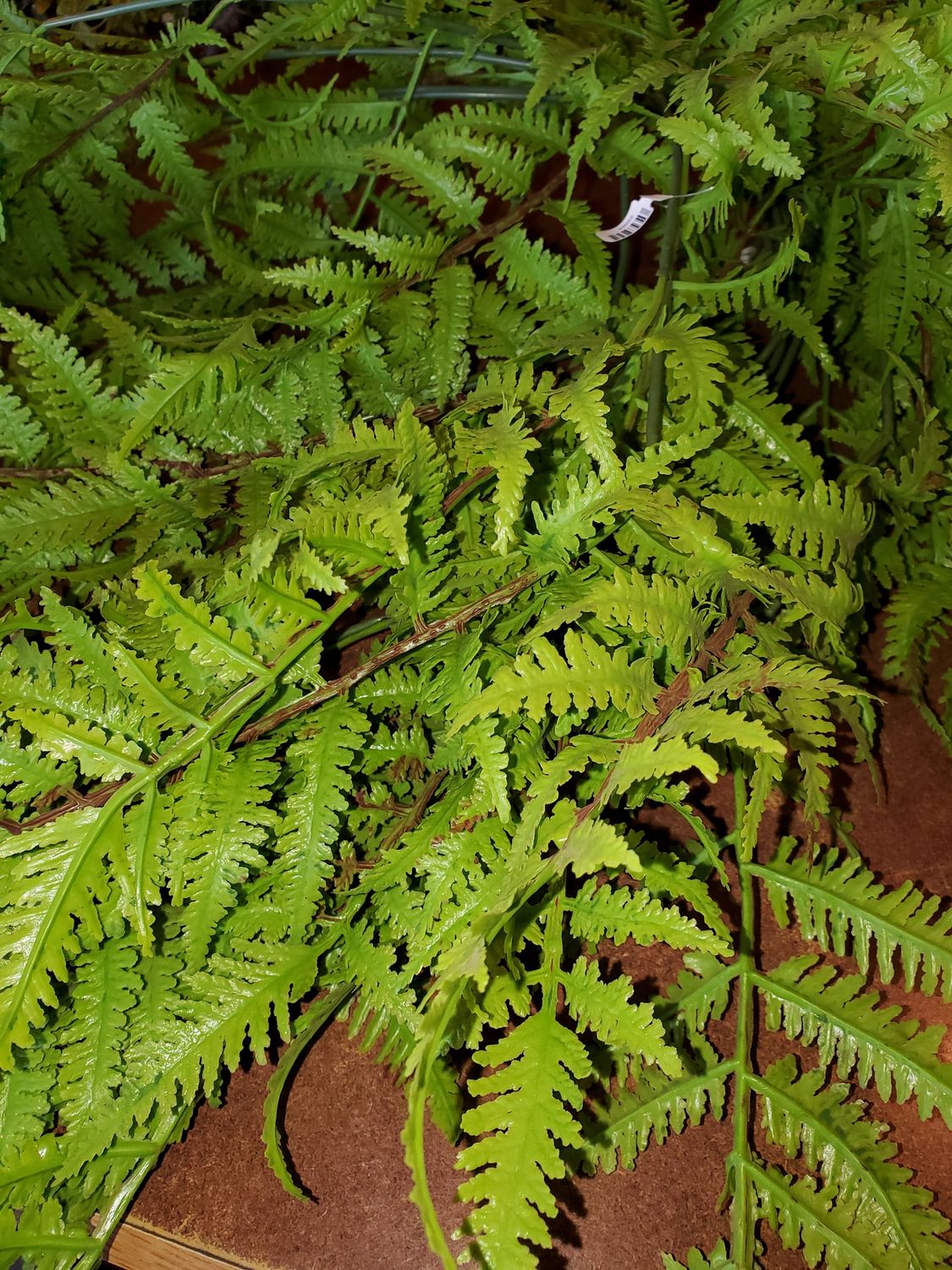 Faux Green, Fern Vine 36"