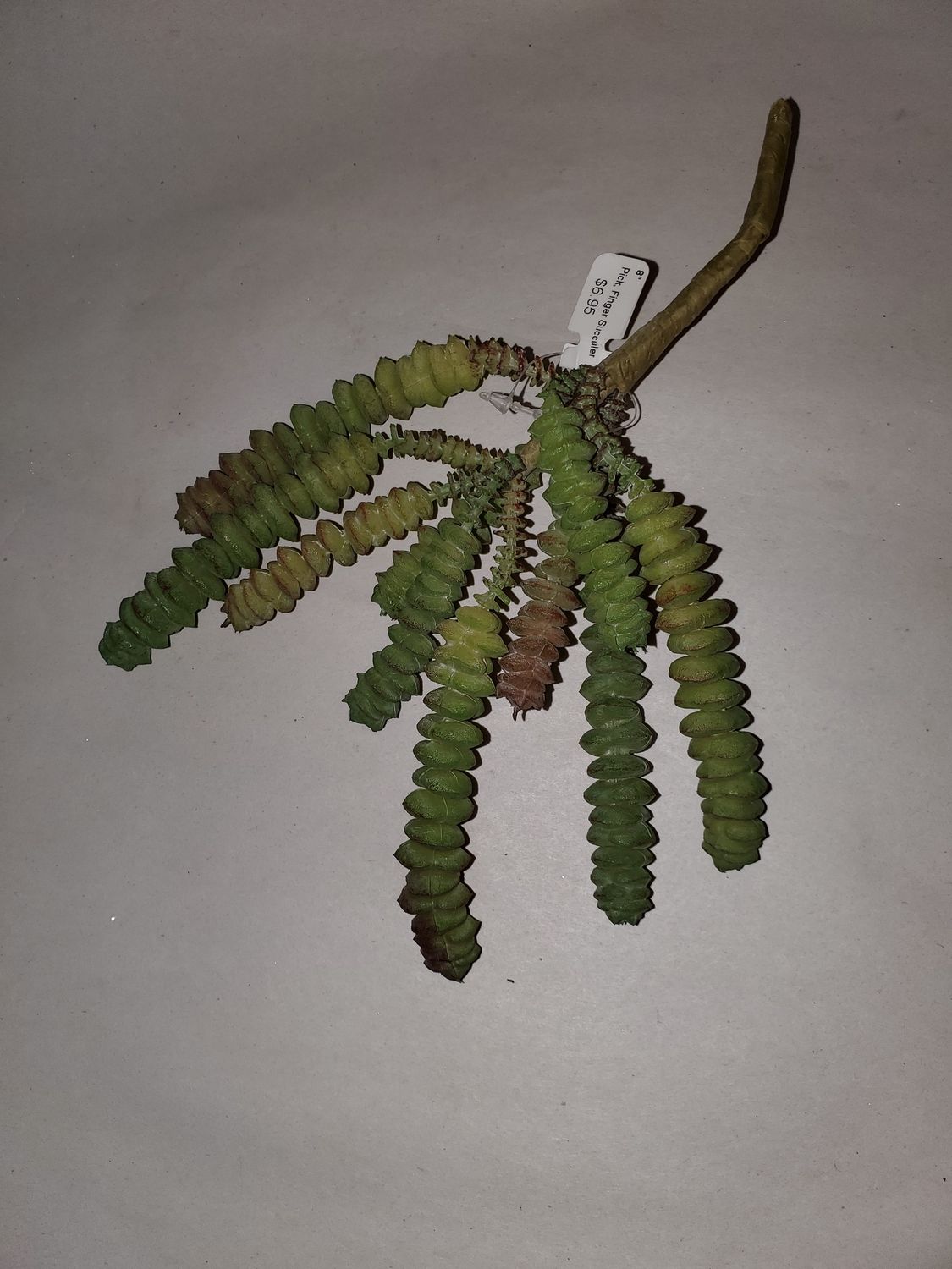 Pick, Finger Succulent 8"