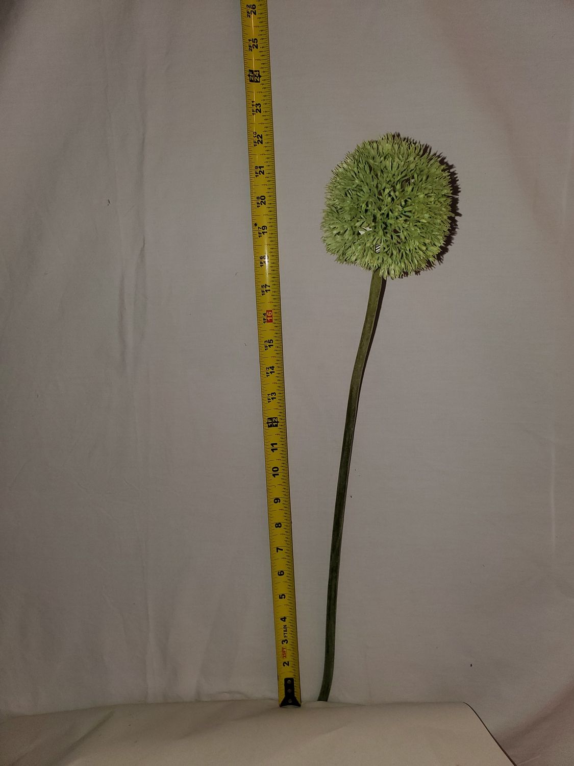 Stem, Allium 25" green