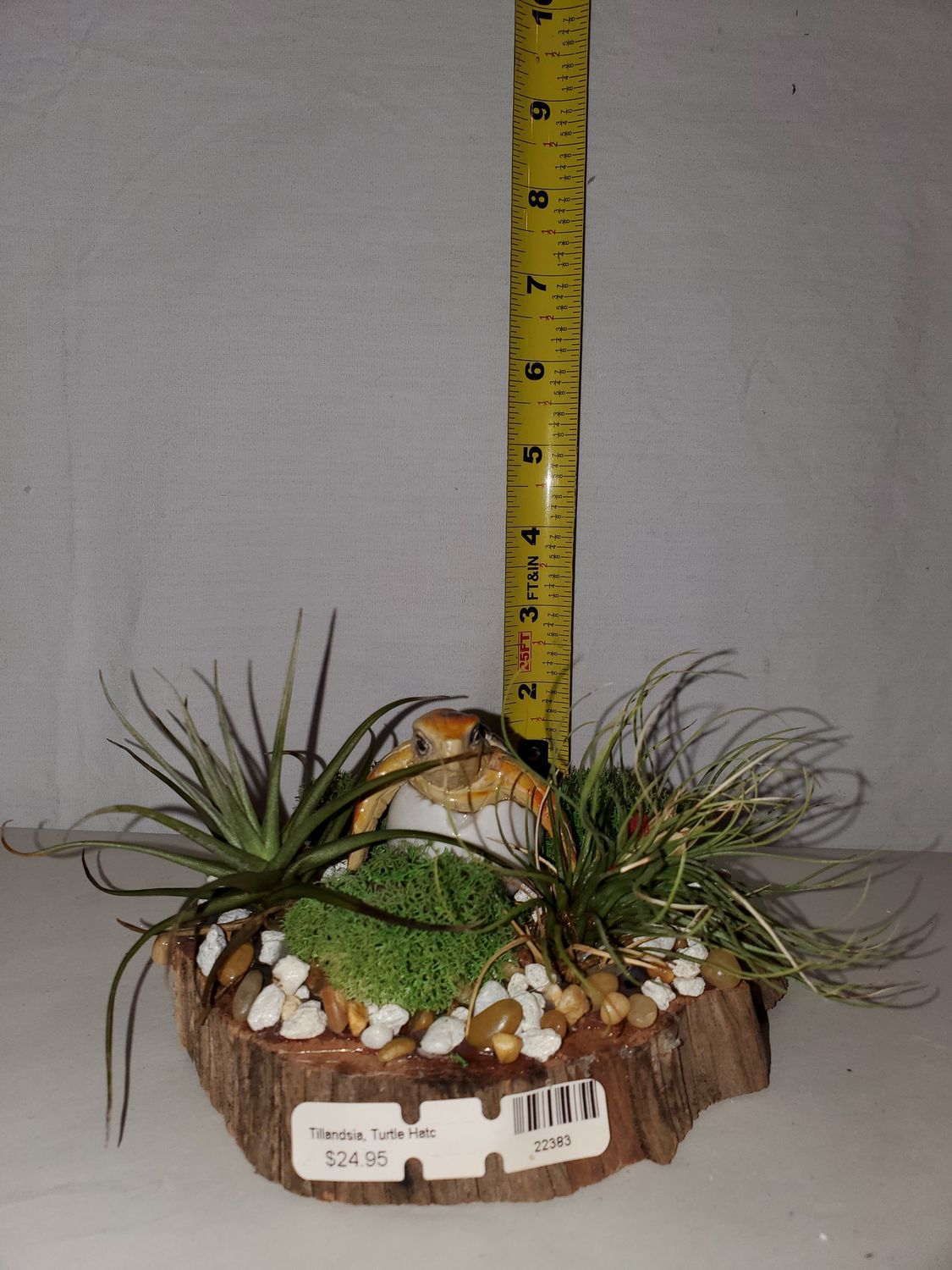 Tillandsia, Turtle Hatchlings