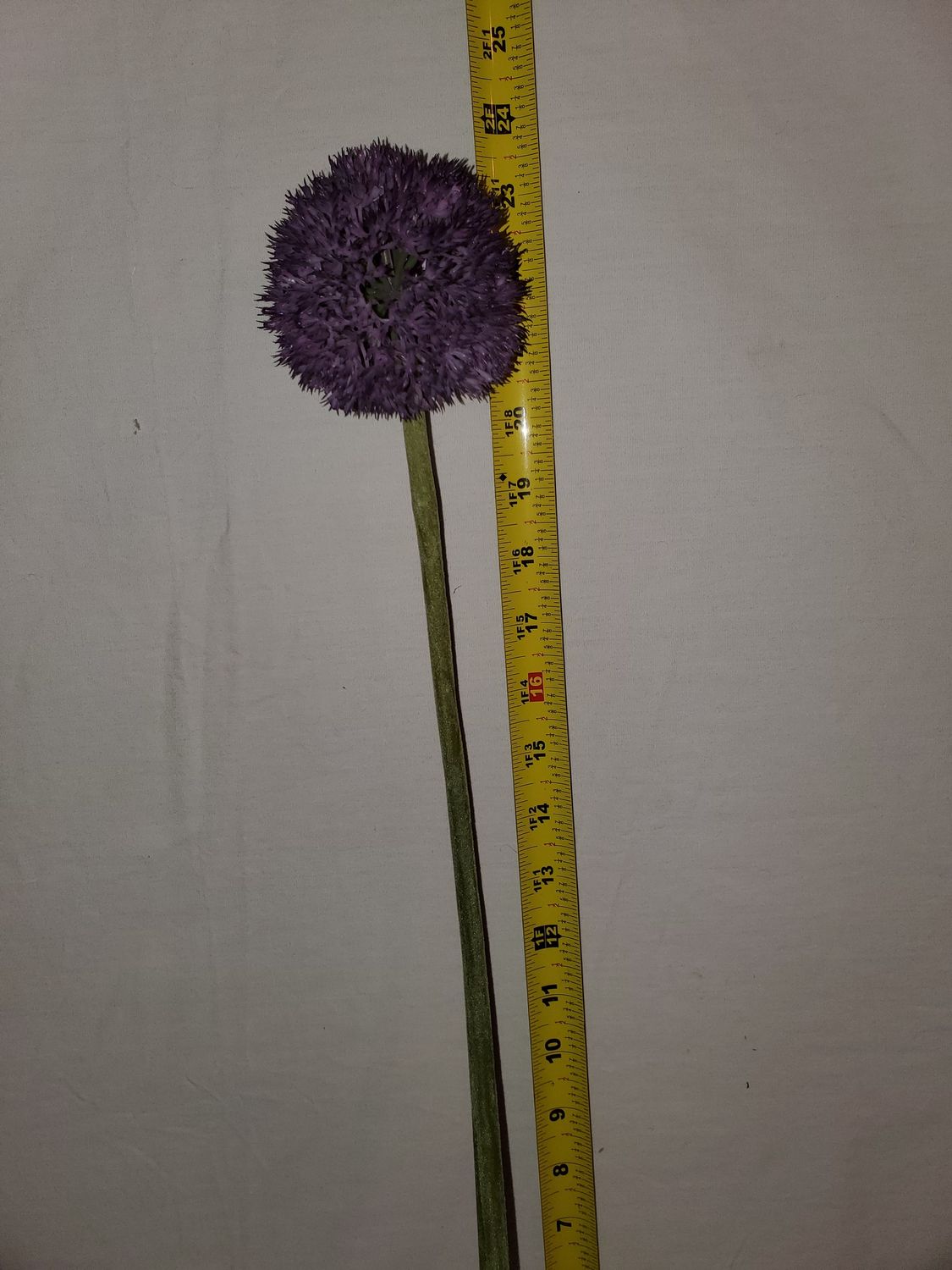 Stem, Allium 25" purple