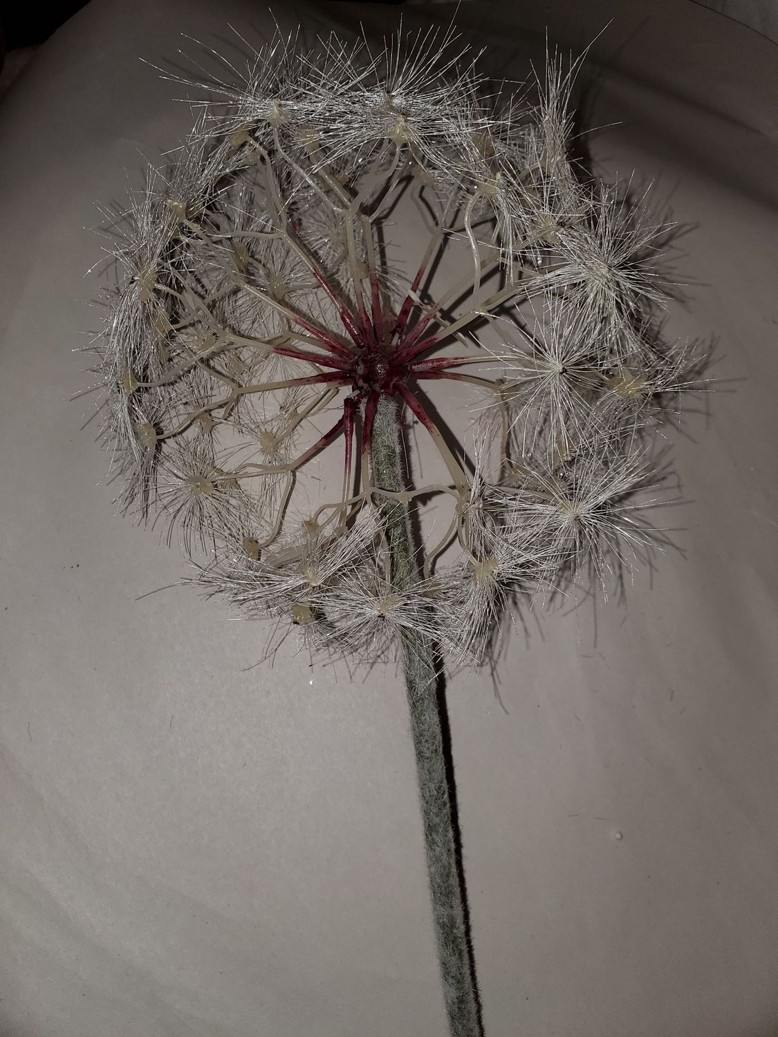 Dandelion Seed Head 43"