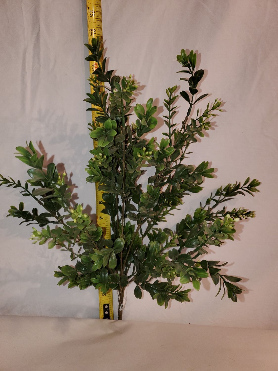 Bush, Boxwood