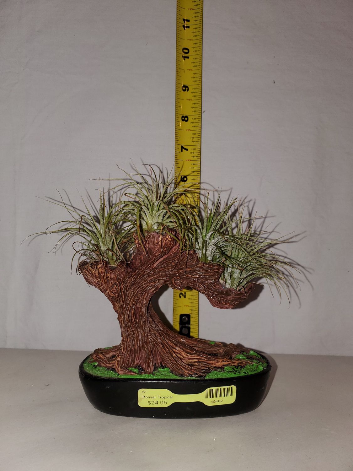 Bonsai, Tropical 6"