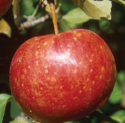 Crabapple, Whitney 11/16