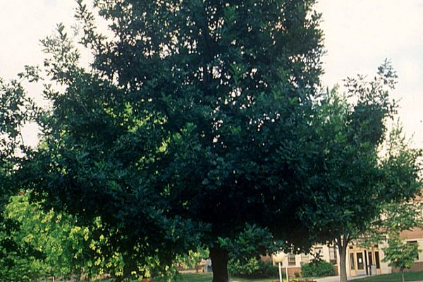 Oak, Prairie Stature 15 gal