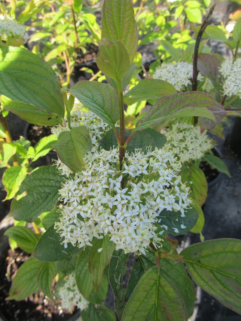 Dogwood, Siberian Pearl 2 gal