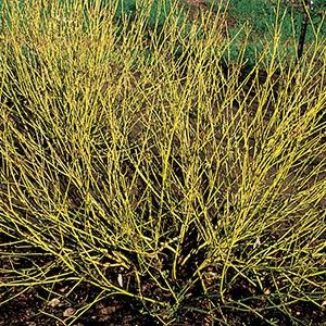 Dogwood, Bud's Yellow 12"