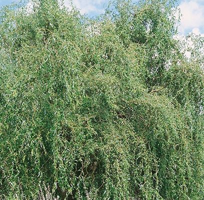willow, prairie cascade 20 gal