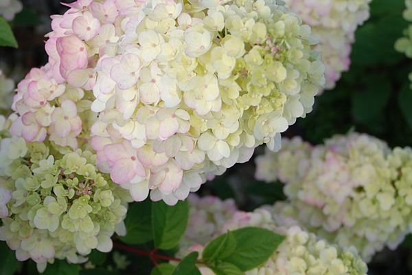 Hydrangea, Strawberry Sundae 2 gal
