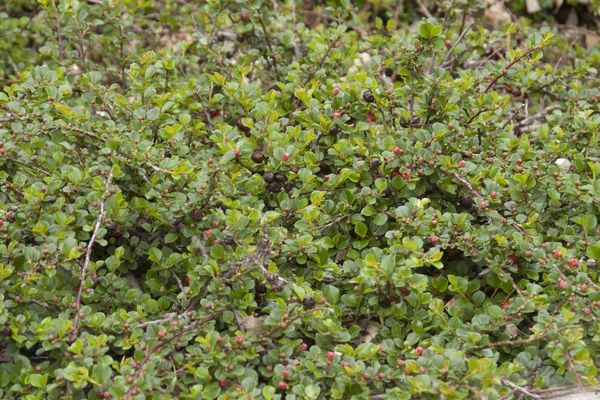 Cotoneaster 12&quot;