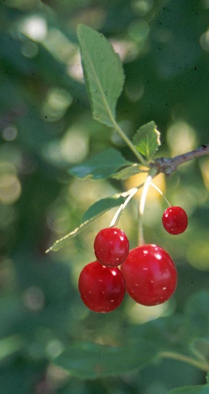 Cherry, Meteor 1&quot; CVI