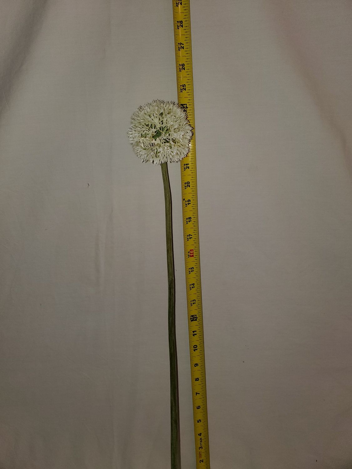 Stem, Allium 25" white