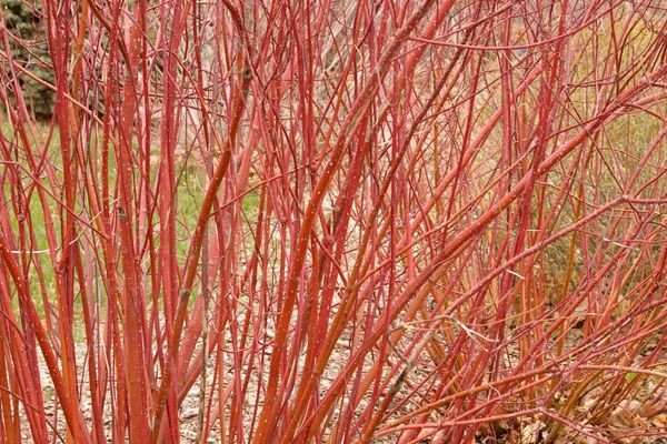 Dogwood, Red Twig Seedlings