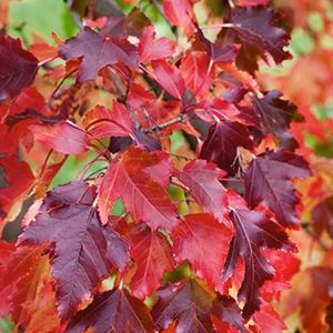 Maple, Amur 25g