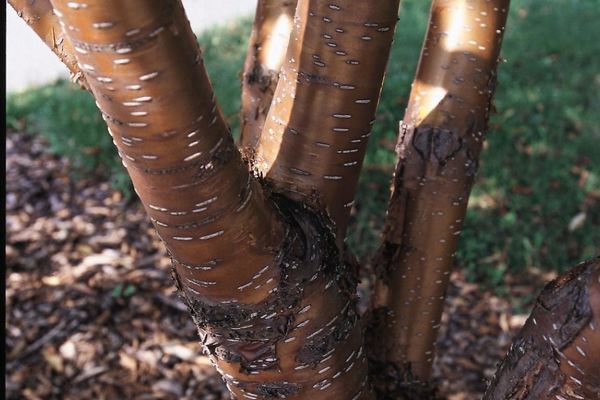 Chokecherry, Amur 10Gal. 5&#39;Clu