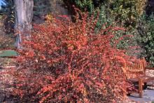 Barberry, Emerald Carousel 2 gal