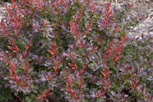 Barberry, Cabernet