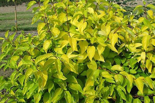 Dogwood, Neon Burst 2 gallon