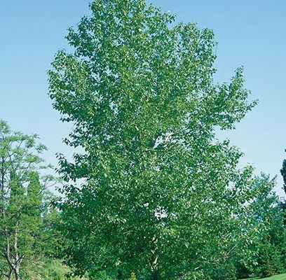 Poplar, Balsam 6'