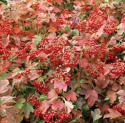 Cranberry Bush, European 1 gal