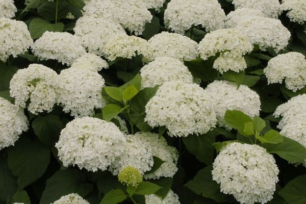 hydrangea, annabelle 2 g