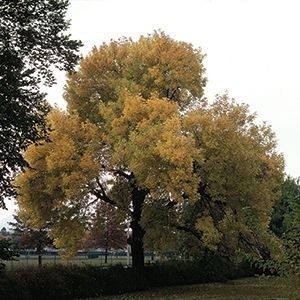 Ash, Green 6'