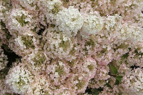 Hydrangea, Bobo 5 gal