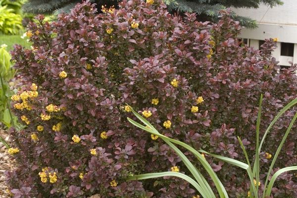 Barberry, Concorde 3 gal