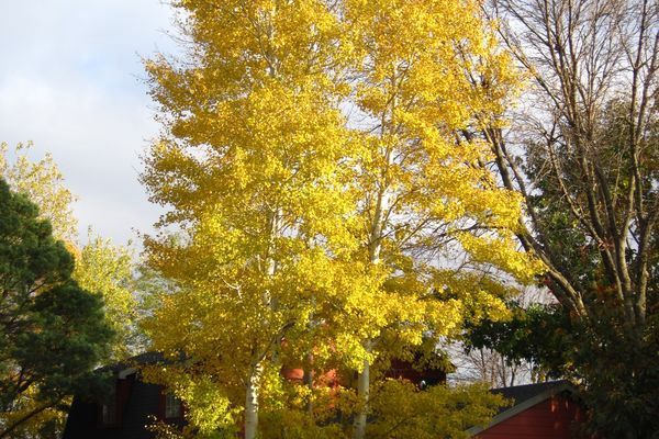 Aspen, Prairie Gold 16" fabricbg