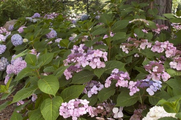 Hydrangea, Twist and Shout Bud/Bloom