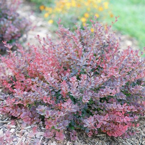 Barberry, Sunjoy Mini Maroon 3 gal