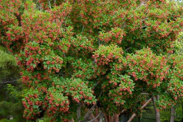 Maple, Hot Wings Shrub form