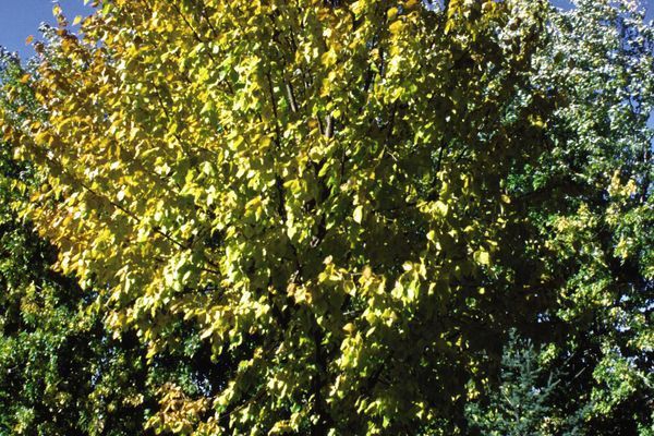 Linden, Harvest Gold 15 gal