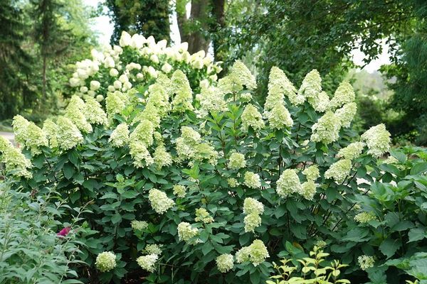 Hydrangea, Limelight 5 gal