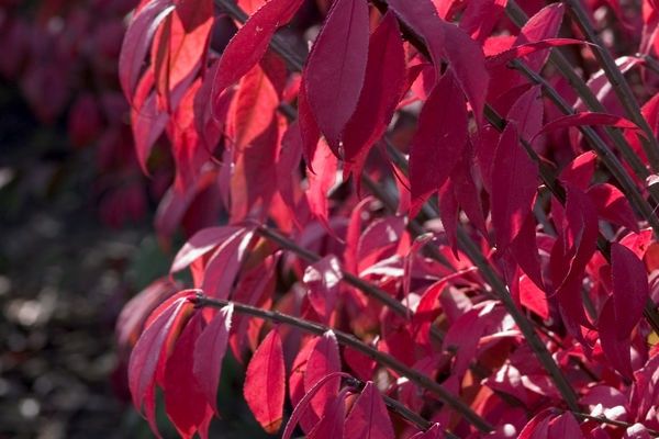 Burning Bush, Compact 5 Gal