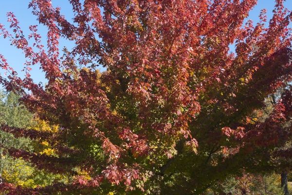 Maple, Fire Fall 1 1/4"