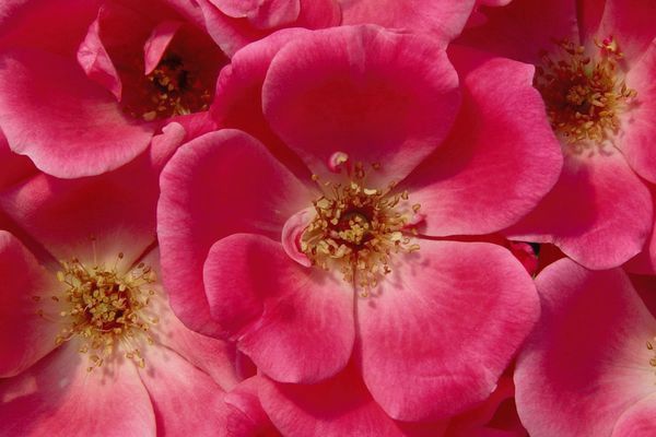 Rose, Dbl Knock Out (pink) 2 gal