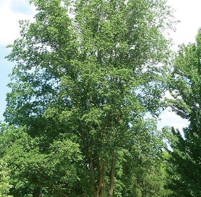 Elm, Cathedral 1"