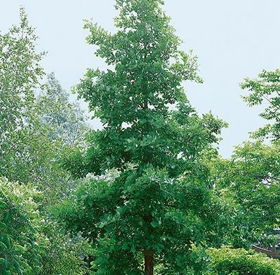 Oak, Bur 25g
