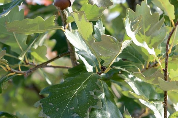 Oak, Heritage 2" B&amp;B