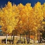 Aspen, Quaking B &amp; B