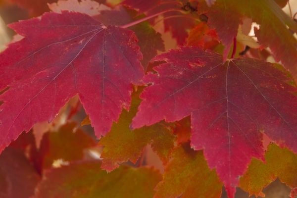 Maple, Autumn Spire 10 gal