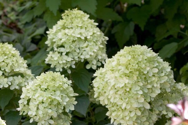 Hydrangea, Little Lime 5 Gal