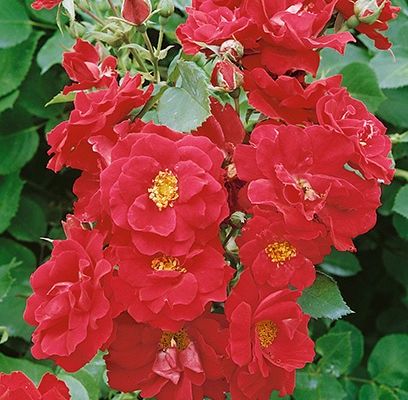 Rose, Champlain 2 gal