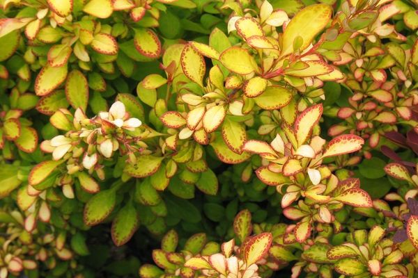Barberry, Limoncello 2 gal