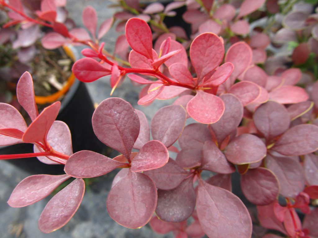 Barberry, Ruby Carousel 1 gal