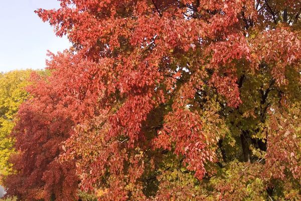 Maple, Sienna Glen 2" B&amp;B