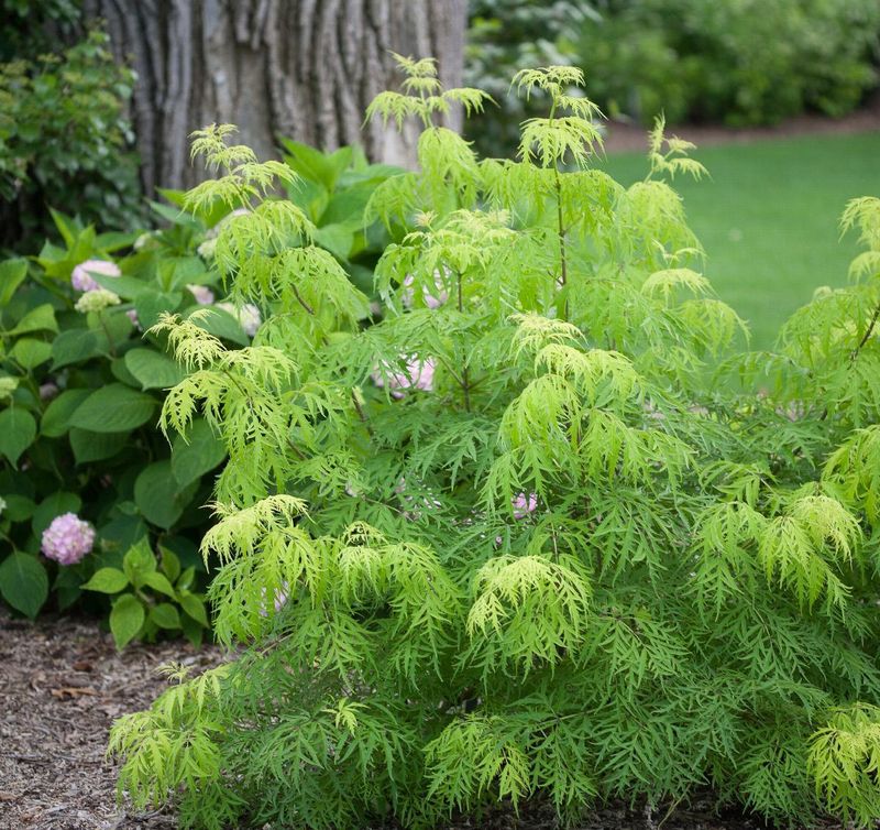Elderberry, Lemony Lace 2 gal