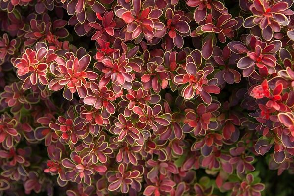 Barberry, Admiration 2 gal